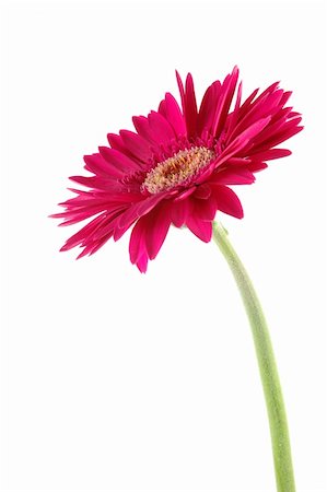 simsearch:400-03957427,k - Pink gerber daisy in isolated white Foto de stock - Super Valor sin royalties y Suscripción, Código: 400-03968682