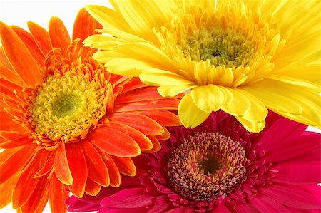 simsearch:400-03911104,k - Close up of three colorful gerber daisies in isolated white Photographie de stock - Aubaine LD & Abonnement, Code: 400-03968683
