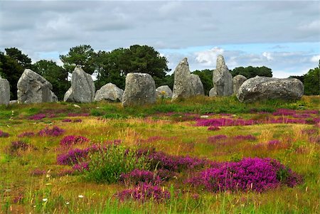 simsearch:400-05753403,k - Heather blooming among prehistoric megalithic monuments menhirs in Carnac area in Brittany, France Stock Photo - Budget Royalty-Free & Subscription, Code: 400-03968738