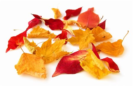 simsearch:700-00711724,k - Dry colorful autumn leaves on white background Stockbilder - Microstock & Abonnement, Bildnummer: 400-03968749