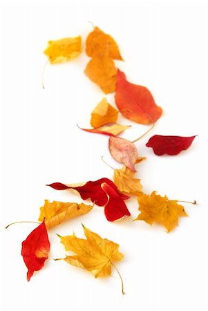 simsearch:400-03956141,k - Dry colorful autumn leaves on white background Photographie de stock - Aubaine LD & Abonnement, Code: 400-03968750