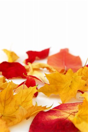 simsearch:400-03956141,k - Dry colorful autumn leaves on white background Photographie de stock - Aubaine LD & Abonnement, Code: 400-03968751