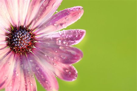 simsearch:622-06191331,k - Pink daisy against green background Photographie de stock - Aubaine LD & Abonnement, Code: 400-03968899