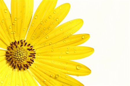 simsearch:400-03957427,k - Yellow daisy on white background Foto de stock - Super Valor sin royalties y Suscripción, Código: 400-03968914