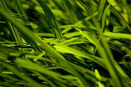 simsearch:400-03945601,k - long grass Stock Photo - Budget Royalty-Free & Subscription, Code: 400-03969022