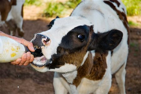 farmers with dairy cows - Cropped shot of a dairy farmer feeding milk to an orphan calf. Stock Photo - Budget Royalty-Free & Subscription, Code: 400-03969074