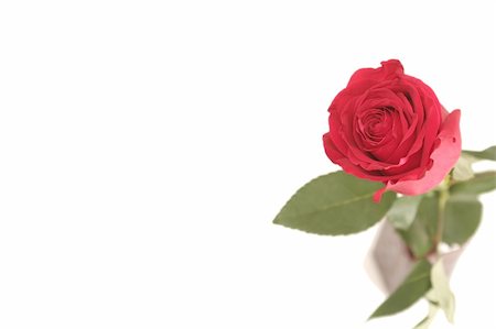 simsearch:400-03941928,k - One red rose on a white background Photographie de stock - Aubaine LD & Abonnement, Code: 400-03969696