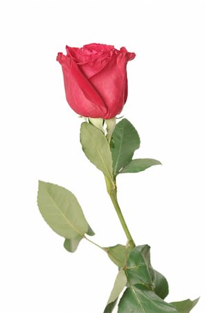 single red rose bud - One red rose on a white background Stock Photo - Budget Royalty-Free & Subscription, Code: 400-03969691