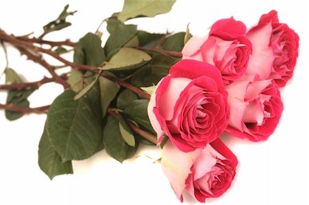simsearch:400-03941928,k - Five pink roses lay on a white background Photographie de stock - Aubaine LD & Abonnement, Code: 400-03969693