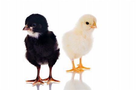 simsearch:400-04106227,k - Photo of two cute baby chicks, with reflection, over white background. Studio shot. Photographie de stock - Aubaine LD & Abonnement, Code: 400-03969705