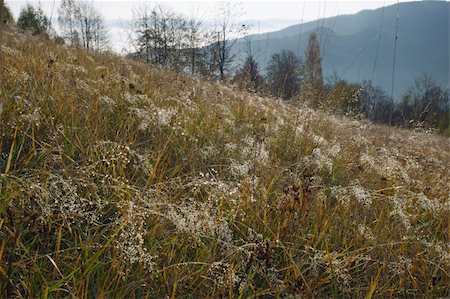 simsearch:400-04887016,k - Morning dew on fall mountainside Photographie de stock - Aubaine LD & Abonnement, Code: 400-03969978