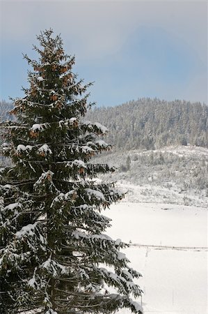 simsearch:400-04319458,k - winter mountain landscape with big fir on a forefront Stock Photo - Budget Royalty-Free & Subscription, Code: 400-03969989