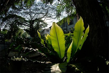 green plant and tree in the parks Stock Photo - Budget Royalty-Free & Subscription, Code: 400-03960268