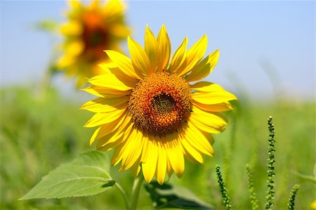 Sunflower close up, summer morning in field Foto de stock - Super Valor sin royalties y Suscripción, Código: 400-03960445