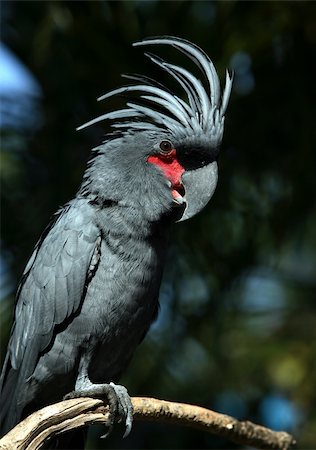 simsearch:400-04680215,k - Black parrot in Bali a zoo. Indonesia Stock Photo - Budget Royalty-Free & Subscription, Code: 400-03960442