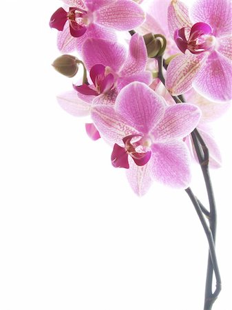 dendrobium orchid - Closeup of a pink orchid - isolated on white - high key image Stock Photo - Budget Royalty-Free & Subscription, Code: 400-03960466