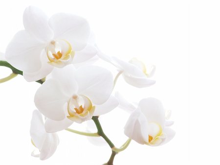 dendrobium orchid - Closeup of a white orchid - isolated on white Stock Photo - Budget Royalty-Free & Subscription, Code: 400-03960467