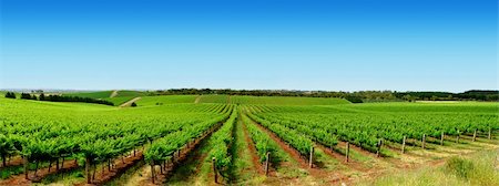 Colourful Vineyard in One Tree Hill, South Australia Foto de stock - Super Valor sin royalties y Suscripción, Código: 400-03960513