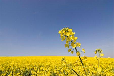 simsearch:400-03960529,k - Close-up of a yellow flower in a big field of rapeseed Photographie de stock - Aubaine LD & Abonnement, Code: 400-03960528