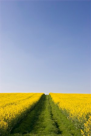 simsearch:400-03960529,k - Way between fields of rapeseed against clear blue sky Photographie de stock - Aubaine LD & Abonnement, Code: 400-03960529