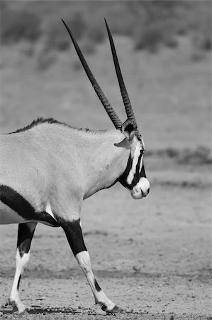 Majestic Gemsbok found in the arid Kalahari Stock Photo - Budget Royalty-Free & Subscription, Code: 400-03960530
