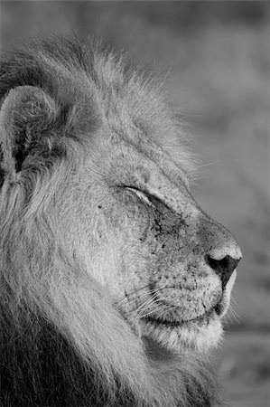 simsearch:862-05999059,k - Majestueux Lion mâle au repos au soleil Photographie de stock - Aubaine LD & Abonnement, Code: 400-03960531