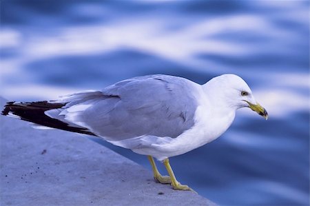 simsearch:400-04334004,k - Seagull Stock Photo - Budget Royalty-Free & Subscription, Code: 400-03960550