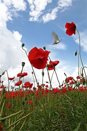 poppies on the horizon - Dove flies over Poppy Field in rural England on a lovely Summers day. Taken at low level with a wide angle lens. Stock Photo - Budget Royalty-Free & Subscription, Code: 400-03961051