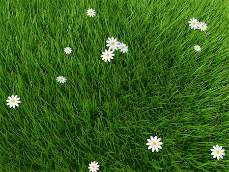 simsearch:400-05132684,k - 3d rendered illustration of a green gras land with white flowers Stockbilder - Microstock & Abonnement, Bildnummer: 400-03961683