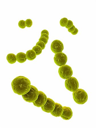 streptococcus - 3d rendered close up ofsome streptococcus bacteria Stock Photo - Budget Royalty-Free & Subscription, Code: 400-03961800