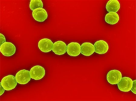 3d rendered close up ofsome streptococcus bacteria Foto de stock - Super Valor sin royalties y Suscripción, Código: 400-03961814