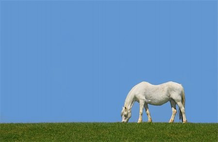 simsearch:400-04988408,k - White horse grazing alone in a field against a clear blue sky. Stock Photo - Budget Royalty-Free & Subscription, Code: 400-03961842