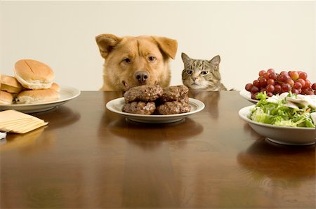 domesticate cats eating - This time, we go on the count of one. (Dog and cat ready for the feast) Stock Photo - Budget Royalty-Free & Subscription, Code: 400-03961903