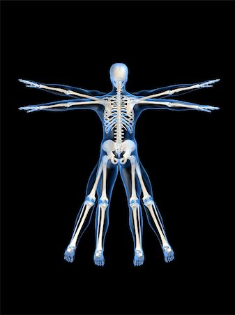 simsearch:700-06038080,k - 3d rendered anatomy illustration of a human skeleton, backview Foto de stock - Super Valor sin royalties y Suscripción, Código: 400-03962257