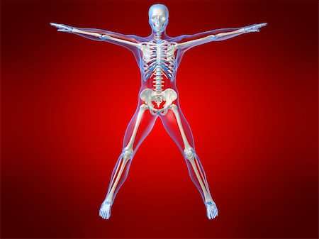 simsearch:700-06038080,k - 3d rendered anatomy illustration of a human skeleton, frontview Foto de stock - Super Valor sin royalties y Suscripción, Código: 400-03962259