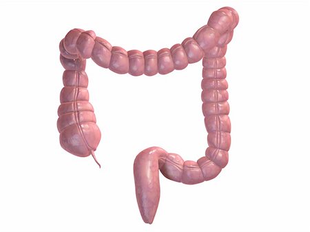 eraxion (artist) - 3d rendered anatomy illustration of a healthy colon Photographie de stock - Aubaine LD & Abonnement, Code: 400-03962285
