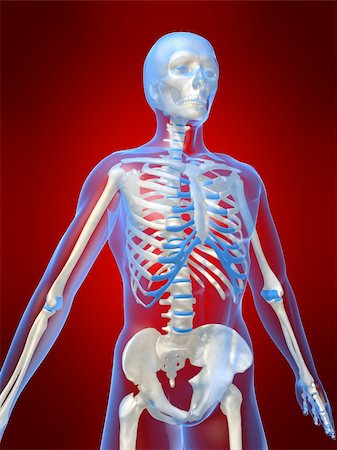 simsearch:700-06038080,k - 3d rendered anatomy illustration of a human skeleton Foto de stock - Super Valor sin royalties y Suscripción, Código: 400-03962310