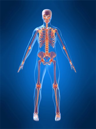 simsearch:700-06038080,k - 3d rendered anatomy illustration of a human body shape with a skeleton Foto de stock - Super Valor sin royalties y Suscripción, Código: 400-03962329