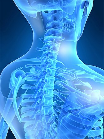 3d rendered anatomy illustration of a human skeletal back Stock Photo - Budget Royalty-Free & Subscription, Code: 400-03962331