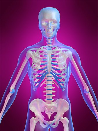 simsearch:700-06038080,k - 3d rendered anatomy illustration of a human skeleton Foto de stock - Super Valor sin royalties y Suscripción, Código: 400-03962515