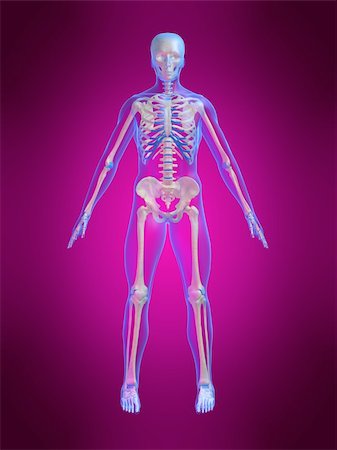 simsearch:700-06038080,k - 3d rendered anatomy illustration of a human body shape with a skeleton Foto de stock - Super Valor sin royalties y Suscripción, Código: 400-03962516