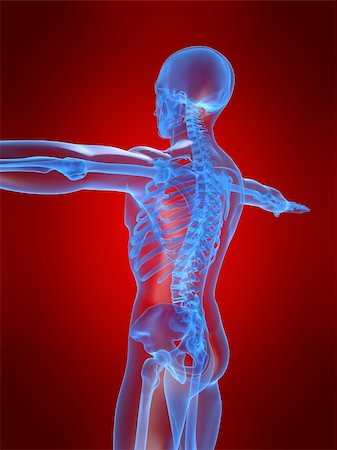 simsearch:700-06038080,k - 3d rendered anatomy illustration of a human skeletal back Foto de stock - Super Valor sin royalties y Suscripción, Código: 400-03962526