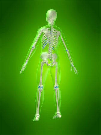 simsearch:700-06038080,k - 3d rendered anatomy illustration of a human body with a skeleton Foto de stock - Super Valor sin royalties y Suscripción, Código: 400-03962549