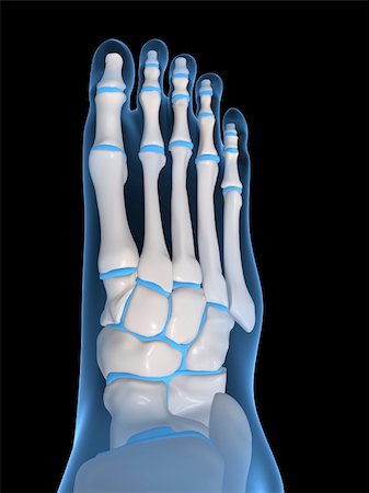 3d rendered anatomy illustration of a human foot Stock Photo - Budget Royalty-Free & Subscription, Code: 400-03962541