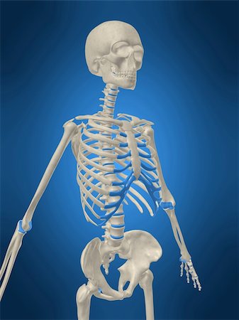 simsearch:700-06038080,k - 3d rendered anatomy illustration of a human skeleton Foto de stock - Super Valor sin royalties y Suscripción, Código: 400-03962558