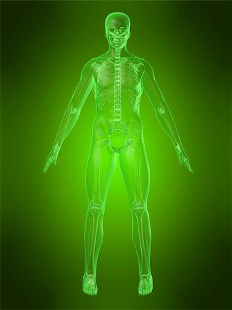 simsearch:700-06038080,k - 3d rendered anatomy illustration of a human body with a skeleton Foto de stock - Super Valor sin royalties y Suscripción, Código: 400-03962550