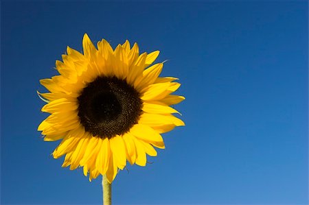 simsearch:841-03030469,k - Beautiful sunflower with a blue sky on the background Foto de stock - Super Valor sin royalties y Suscripción, Código: 400-03962883