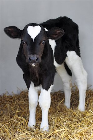 little black and white calf with heart shape on his head Foto de stock - Super Valor sin royalties y Suscripción, Código: 400-03963620
