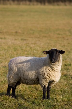 french cheese people - A black faced sheep in an English field Stock Photo - Budget Royalty-Free & Subscription, Code: 400-03963640