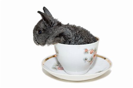simsearch:400-06798041,k - grey small rabbit sitting in the white cup. isolated on white Foto de stock - Super Valor sin royalties y Suscripción, Código: 400-03963909